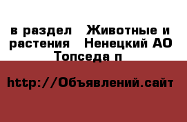  в раздел : Животные и растения . Ненецкий АО,Топседа п.